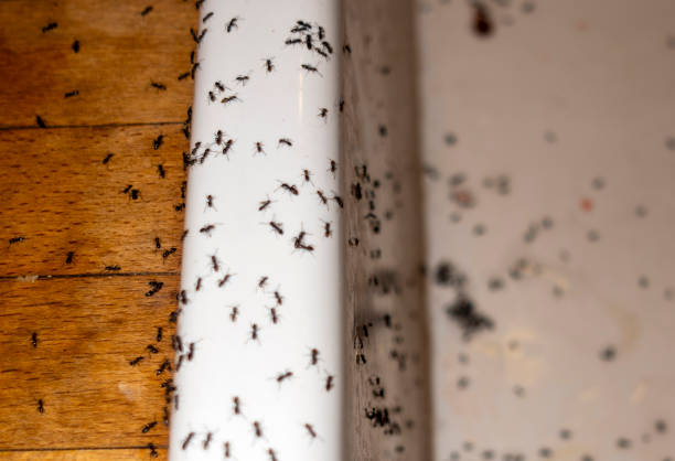 Best Commercial Pest Control Services  in Camden, TN